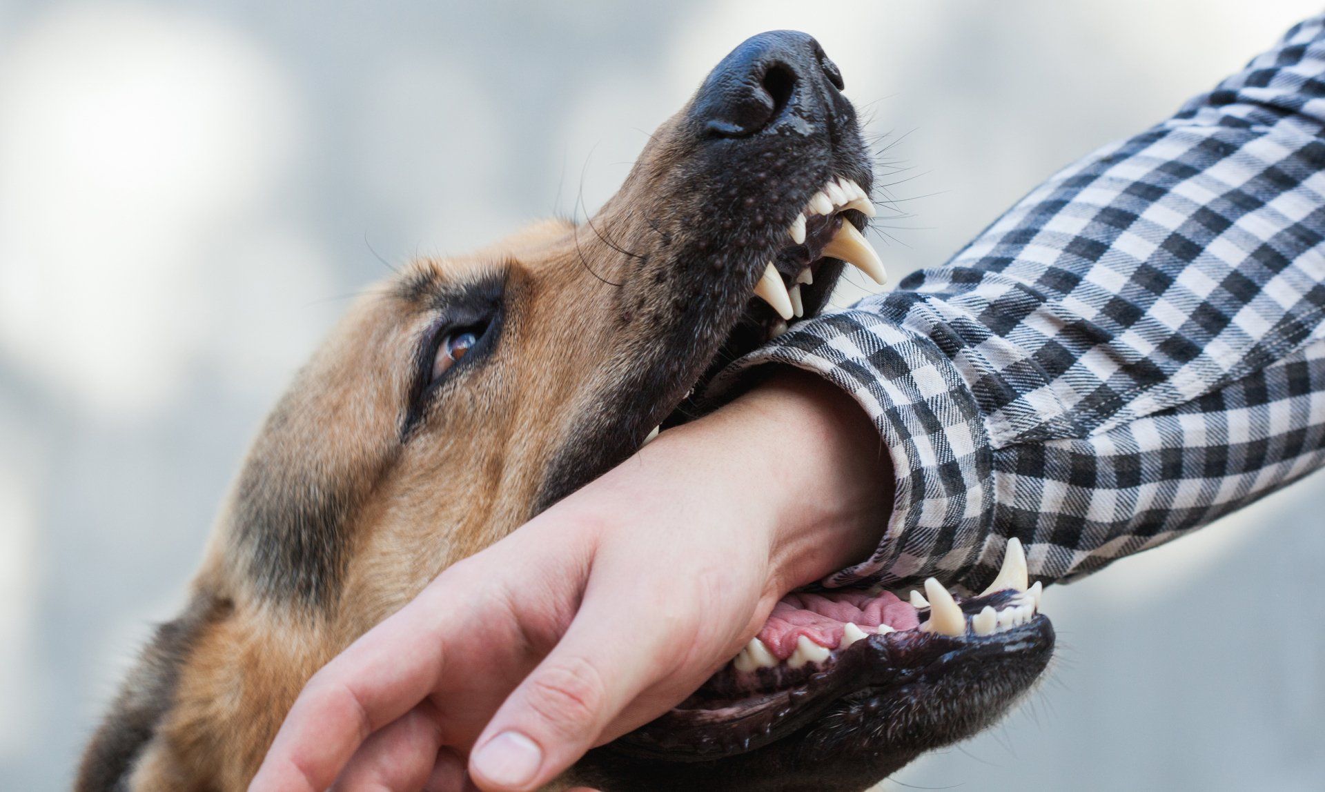 Dog Bite — Fair Oaks, CA — Stawicki, Anderson, & Sinclair