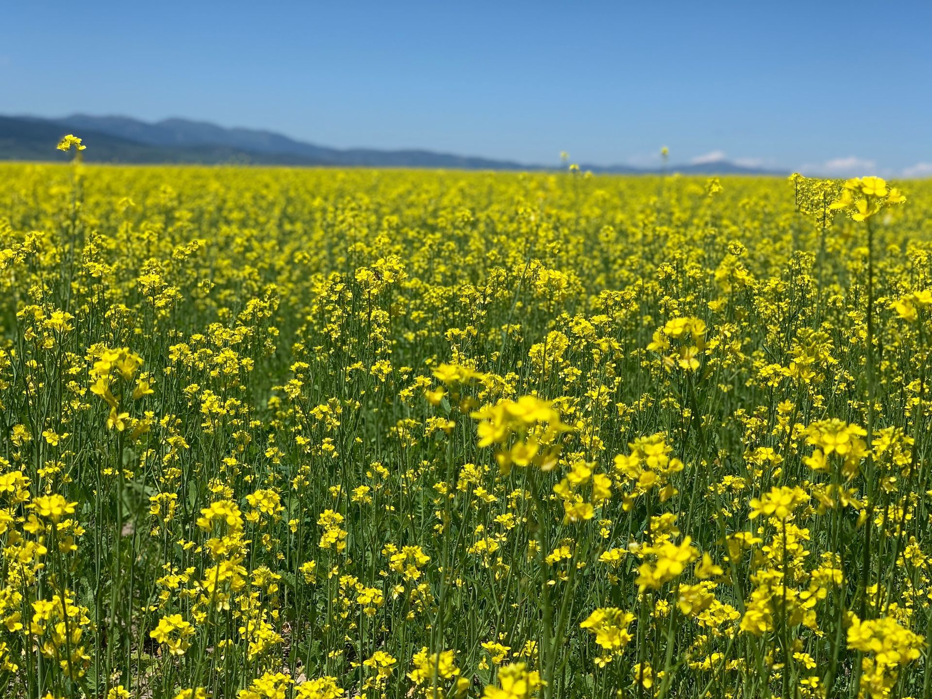 Yellow wildflower field under a blue sky with distant mountains