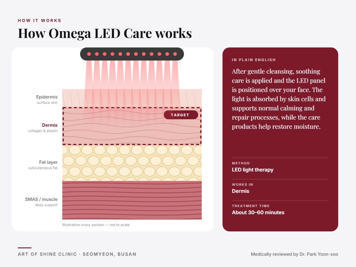 How Omega LED Care works: illustrated skin cross-section showing LED light therapy reaching the dermis