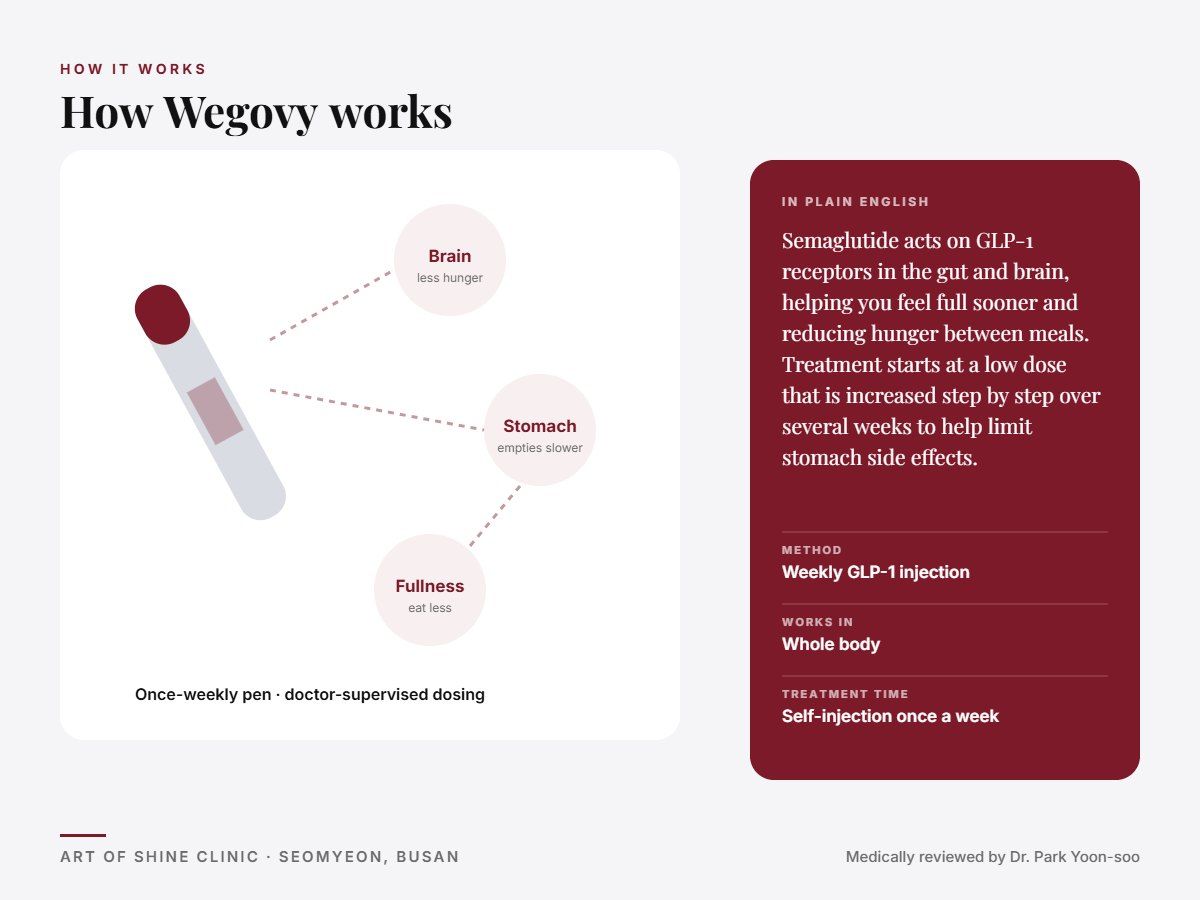 How Wegovy works: weekly GLP-1 injection explained in a simple diagram