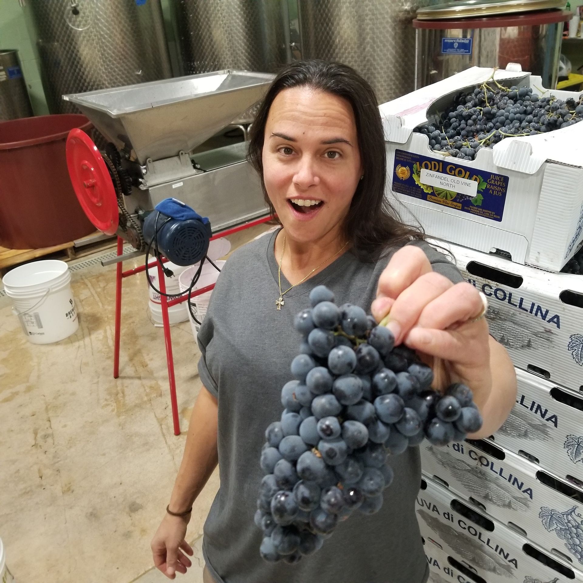 Woman holding a bunch of dark grapes in a winery storage room