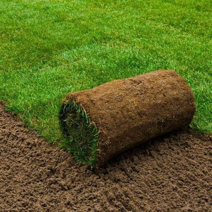 Roll of sod on brown soil, with green grass in the background.