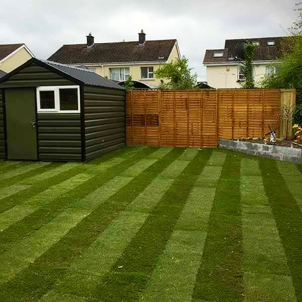 Green lawn with striped mowing pattern, shed, and wooden fence.