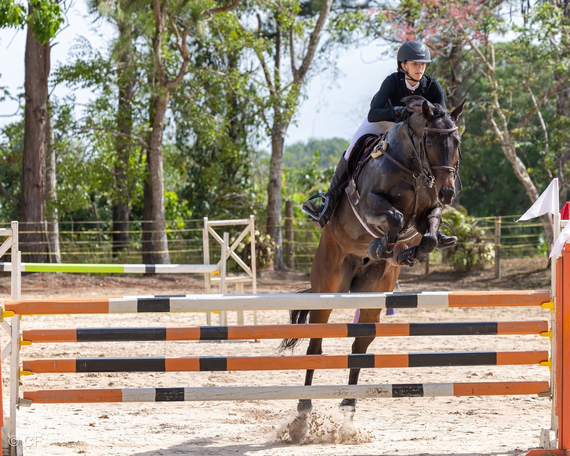 A person is riding a horse over a hurdle.