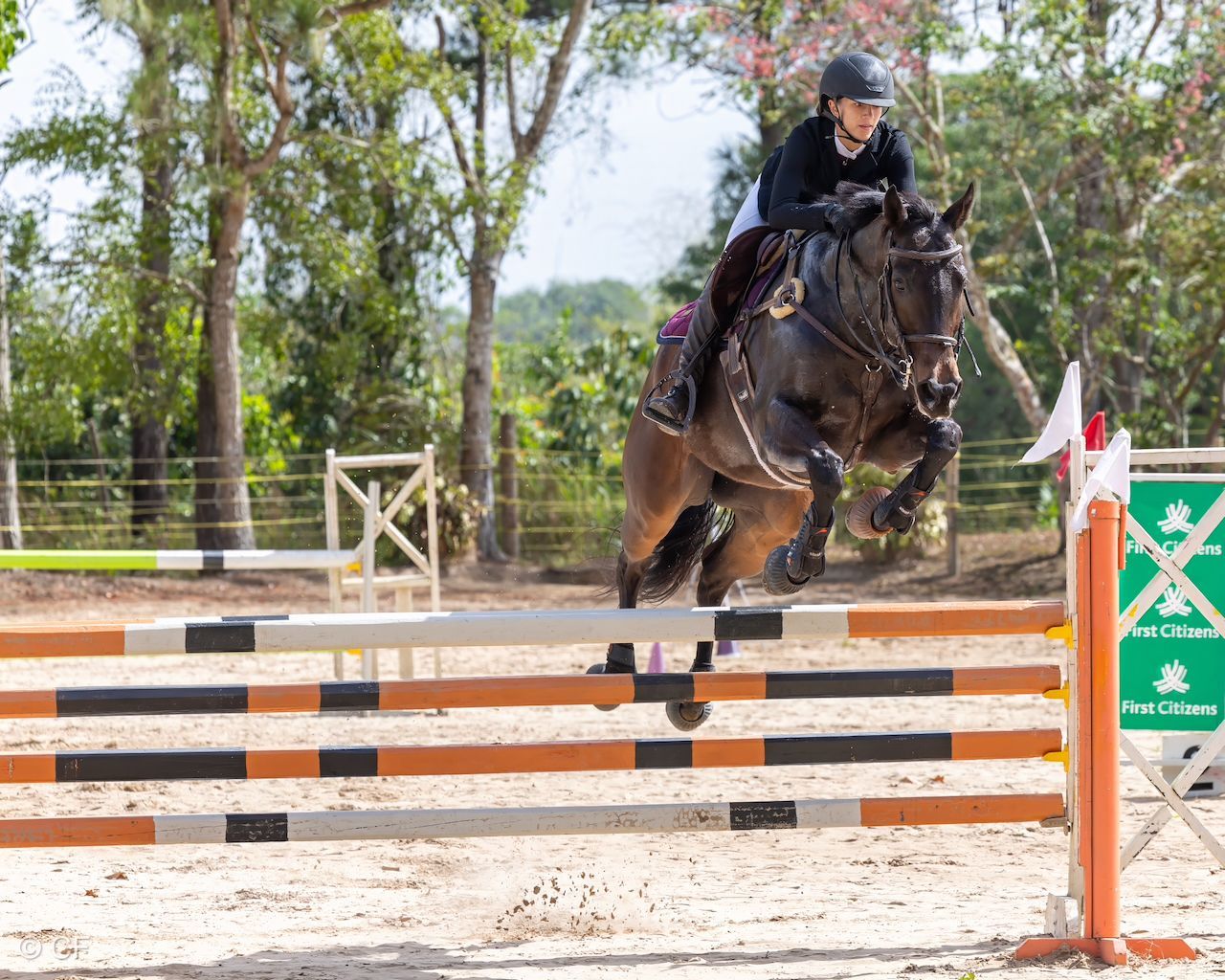 A person is riding a horse over a hurdle.