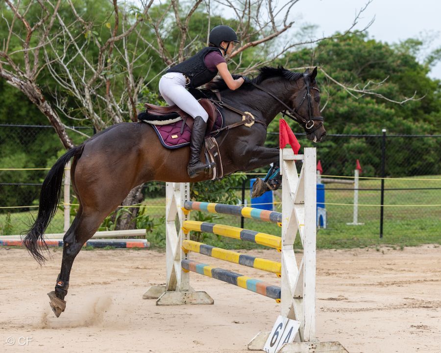 A person is riding a horse over a hurdle.