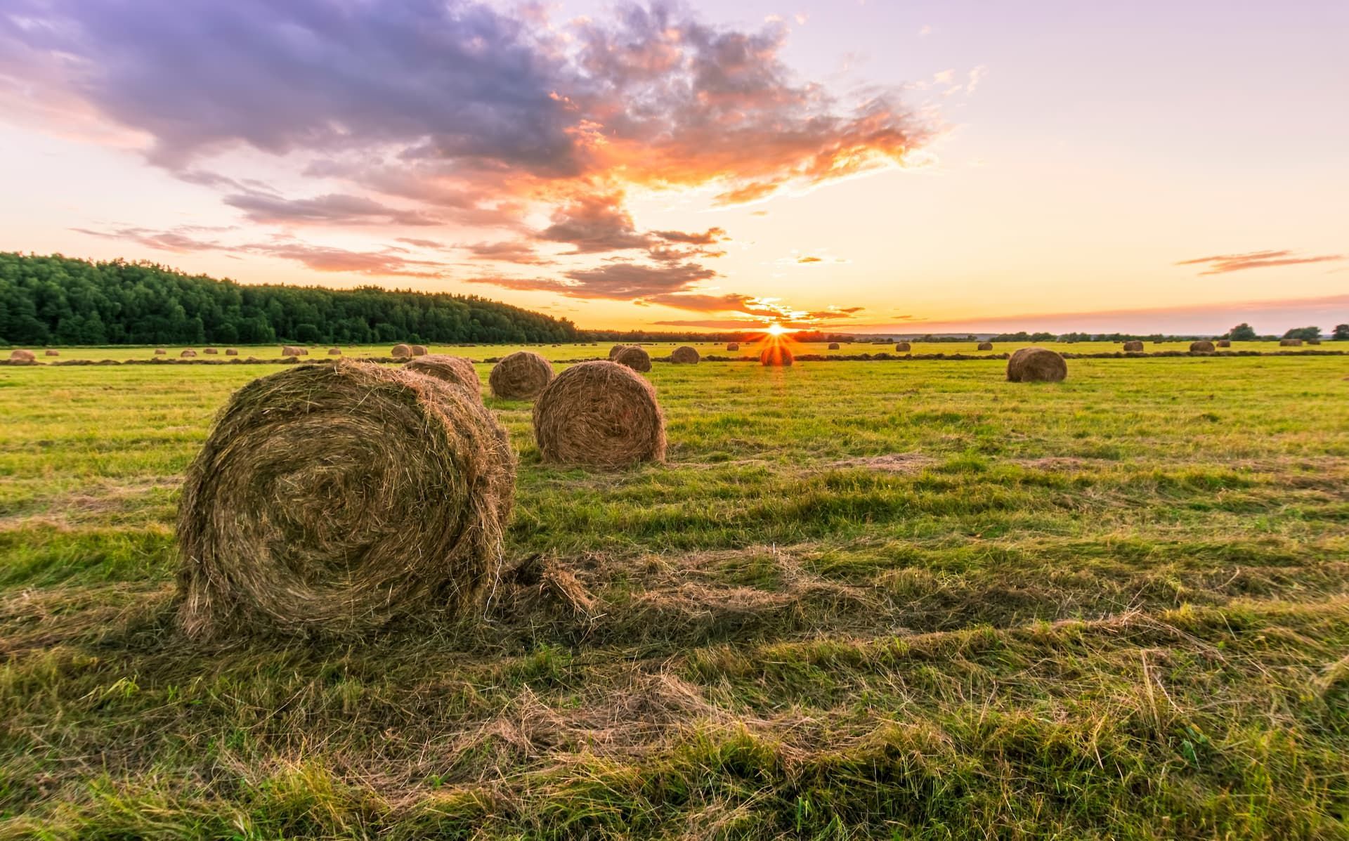 Hay bales in a green field at sunset. Orange and yellow sky above a line of trees.