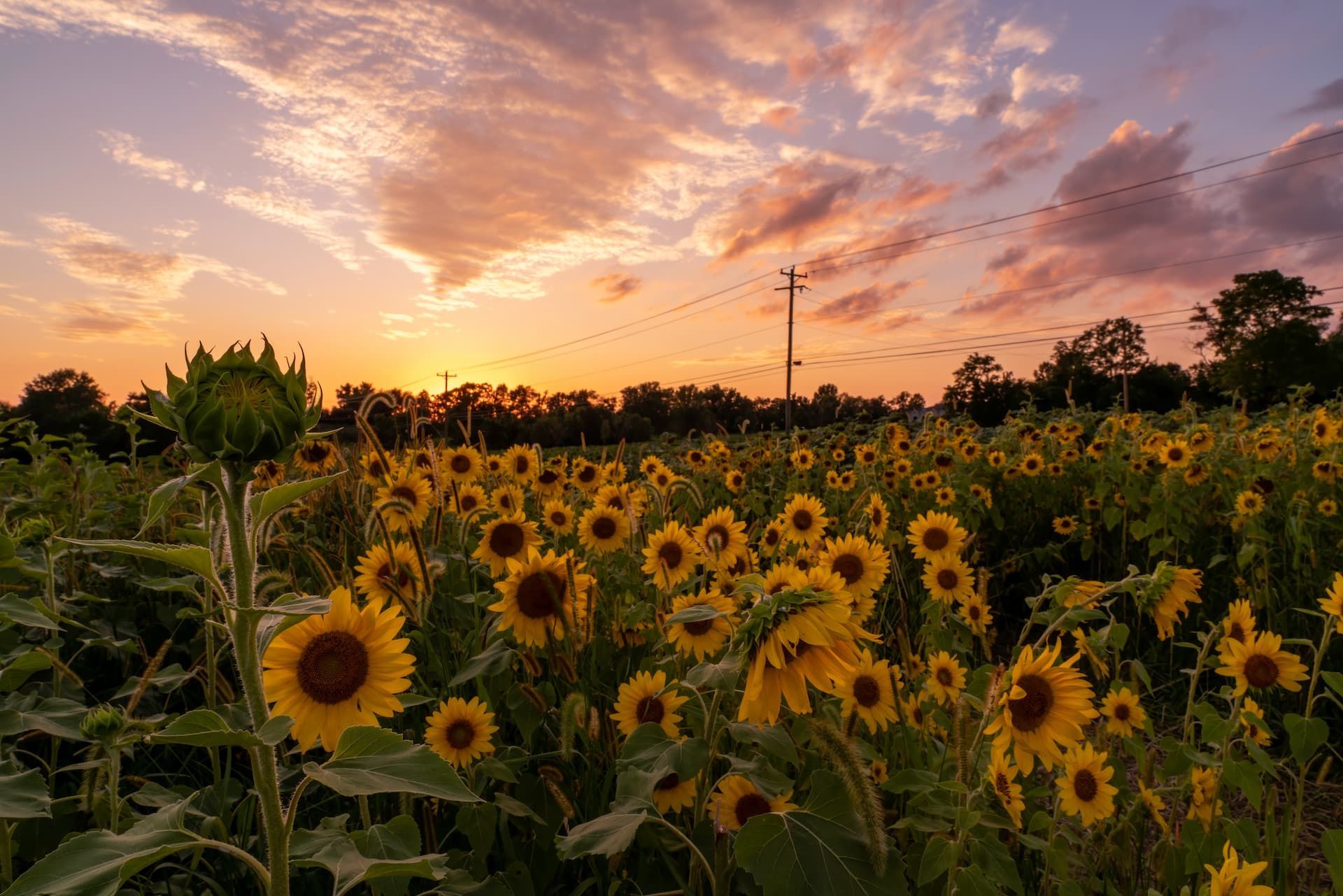 Sunflowers bloom in a field at sunset, with a vibrant sky of pinks, oranges, and yellows.