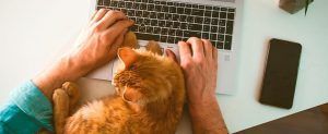 Hands typing on a laptop beside a ginger cat and a smartphone on a desk