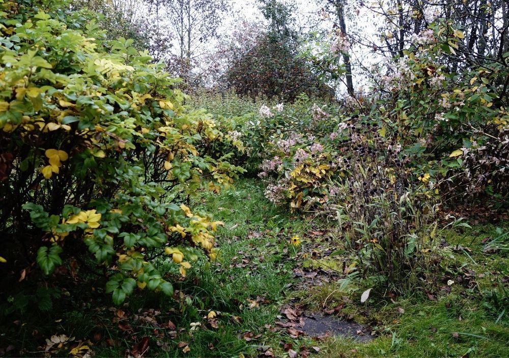 Garden in Cardiff before landscaping