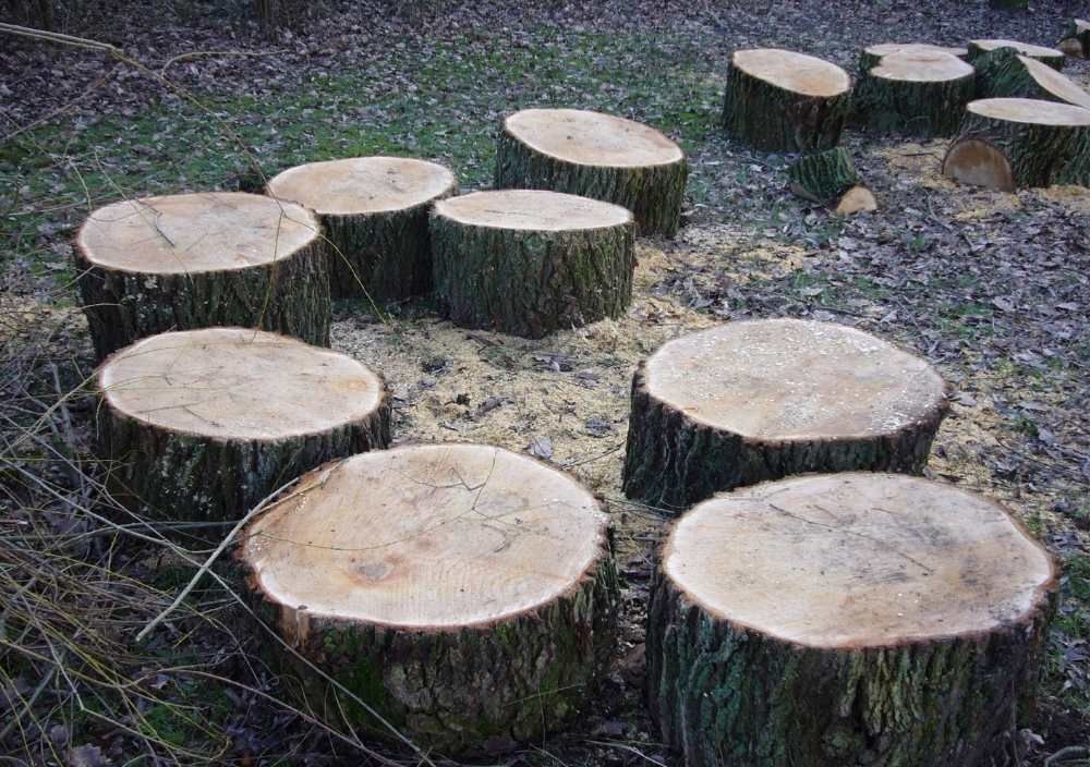 J&Z Fencing Barry tree stumps left after several trees were removed from a garden in Cardiff
