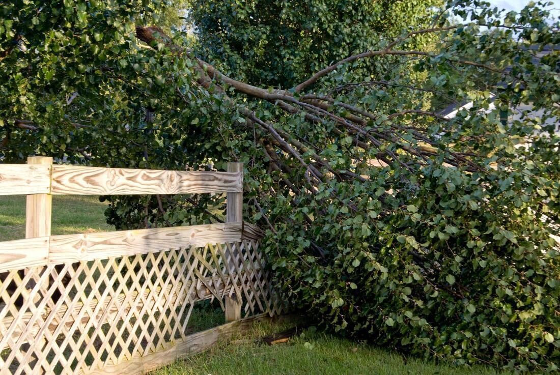 J&Z Fencing Cardiff about to deal with a fallen tree