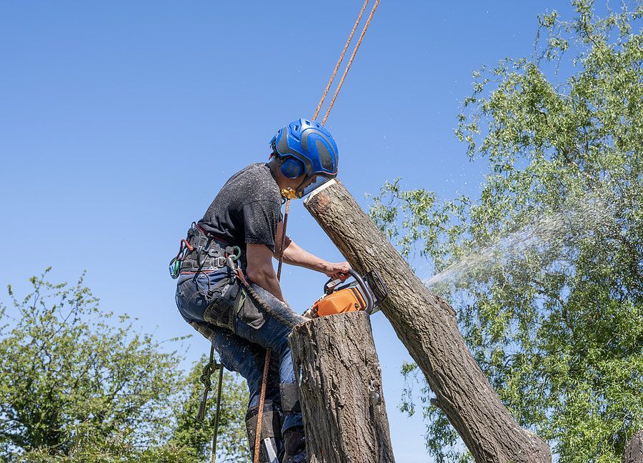 Climber in a harness cutting a section from a tree trunk with a chainsaw