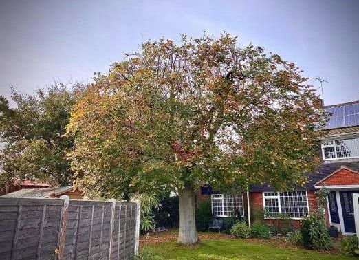 J&Z Fencing Cardiff cutting a tree