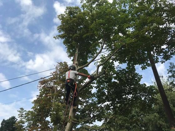J&Z Fencing Cardiff carrying out tree services