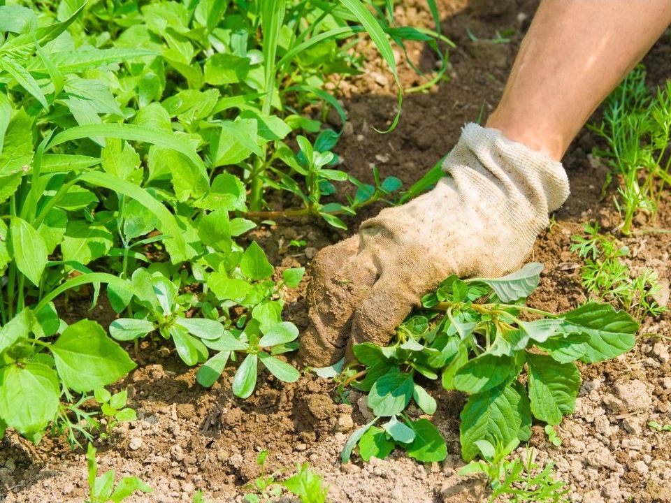 Gloved hand pulling weeds from a garden border