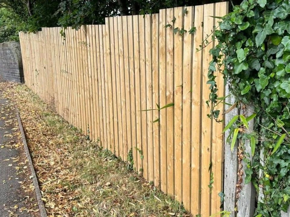 Closeboard fence along a garden path with ivy growing over it