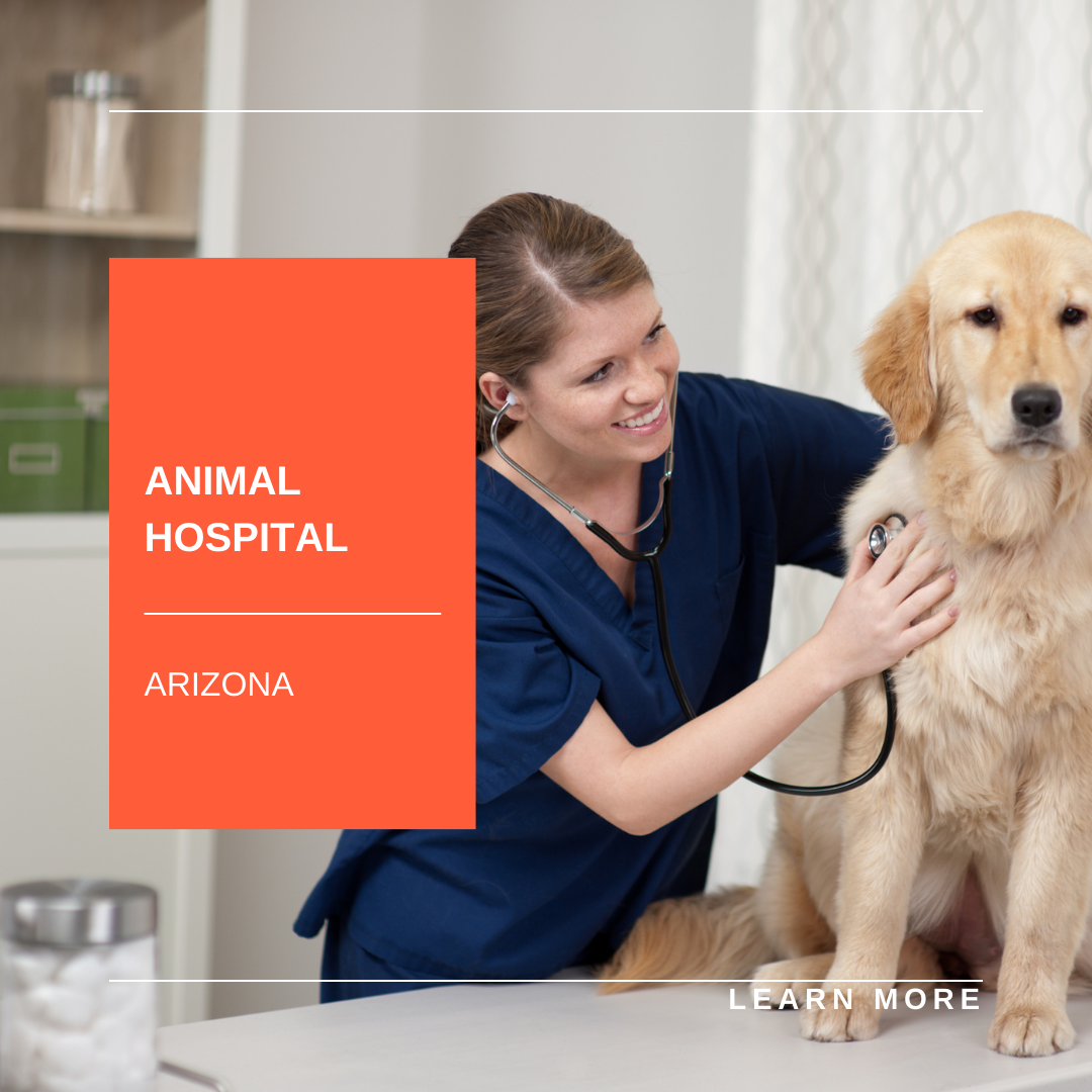 Veterinarian with golden retriever in animal hospital; orange panel reads “ANIMAL HOSPITAL ARIZONA.”
