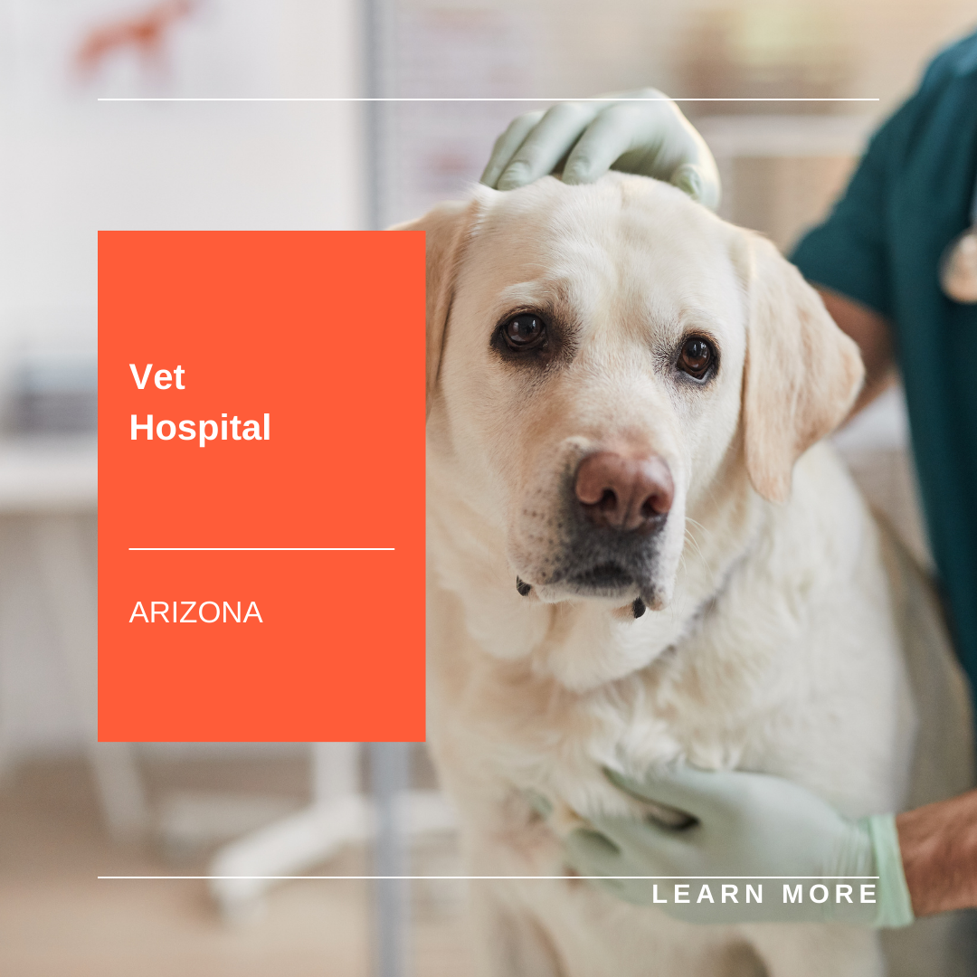 White dog at a veterinary hospital, with orange “Vet Hospital” and “Arizona” text and “Learn More” link.