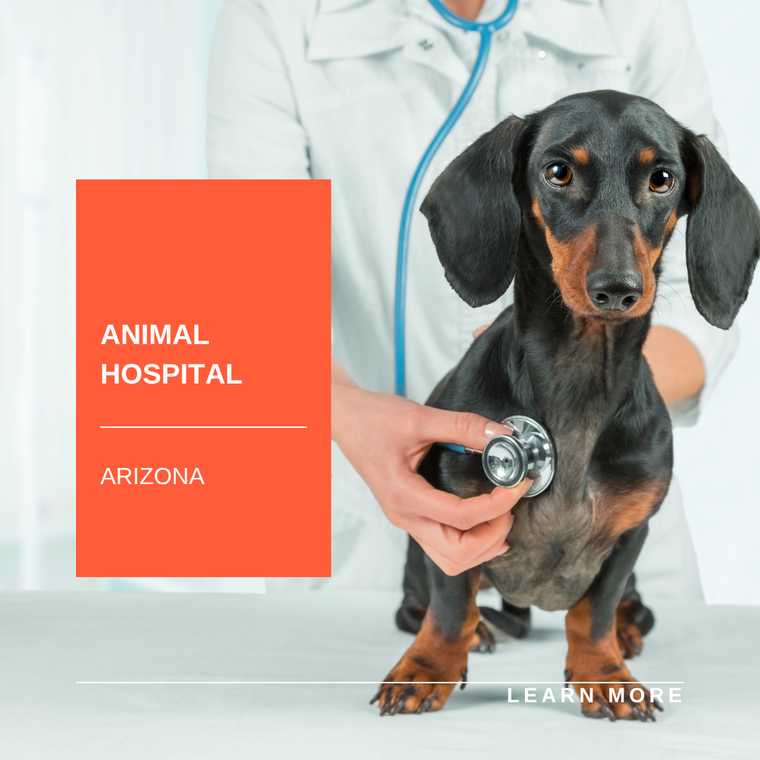 Black dachshund at vet with stethoscope; orange banner reads “Animal Hospital Arizona.”