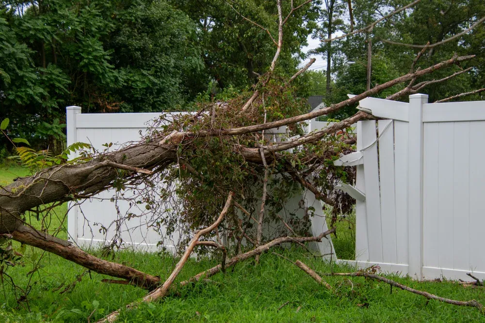 Fallen tree on white fence, branches and leaves scattered on green grass — Summit Tree Services in Caloundra, QLD