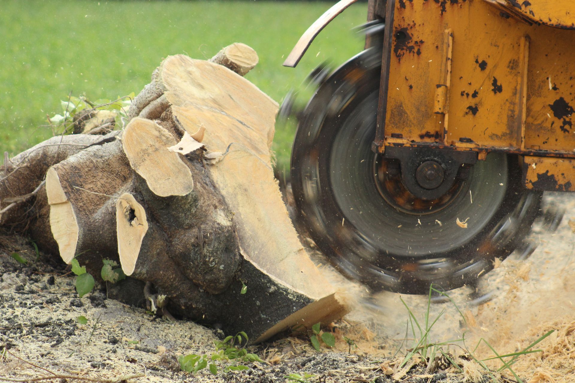 A Stump Grinder Cutting Into a Large Tree Stump — Summit Tree Services in Glenwood, QLD