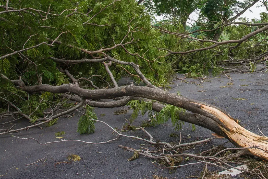 Fallen tree blocking a dark road with broken branches and green foliage — Summit Tree Services in Landsborough, QLD