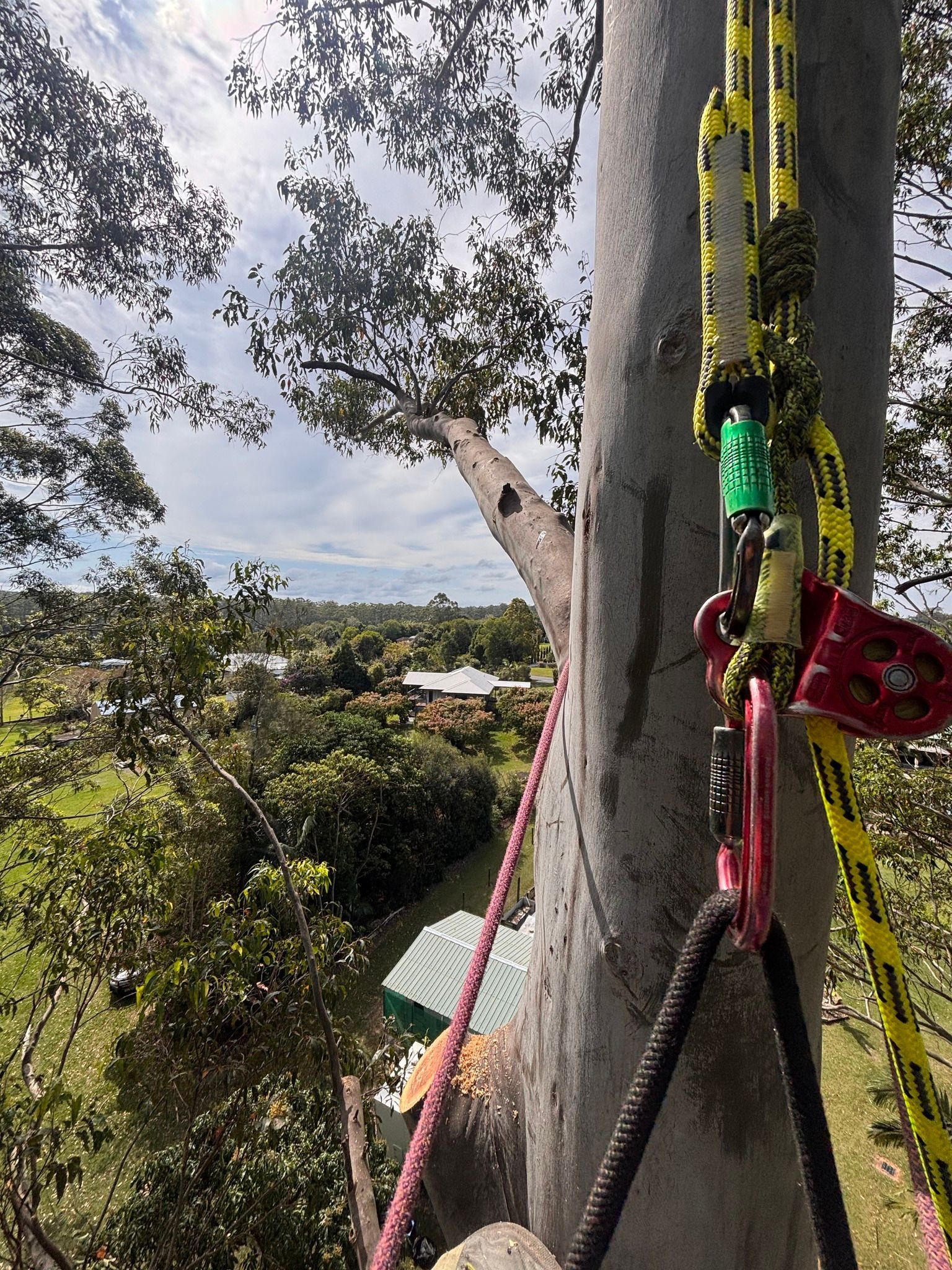 Arborist Gear Attached to a Tree, With a View of Houses and Greenery Below — Summit Tree Services in Glenwood, QLD