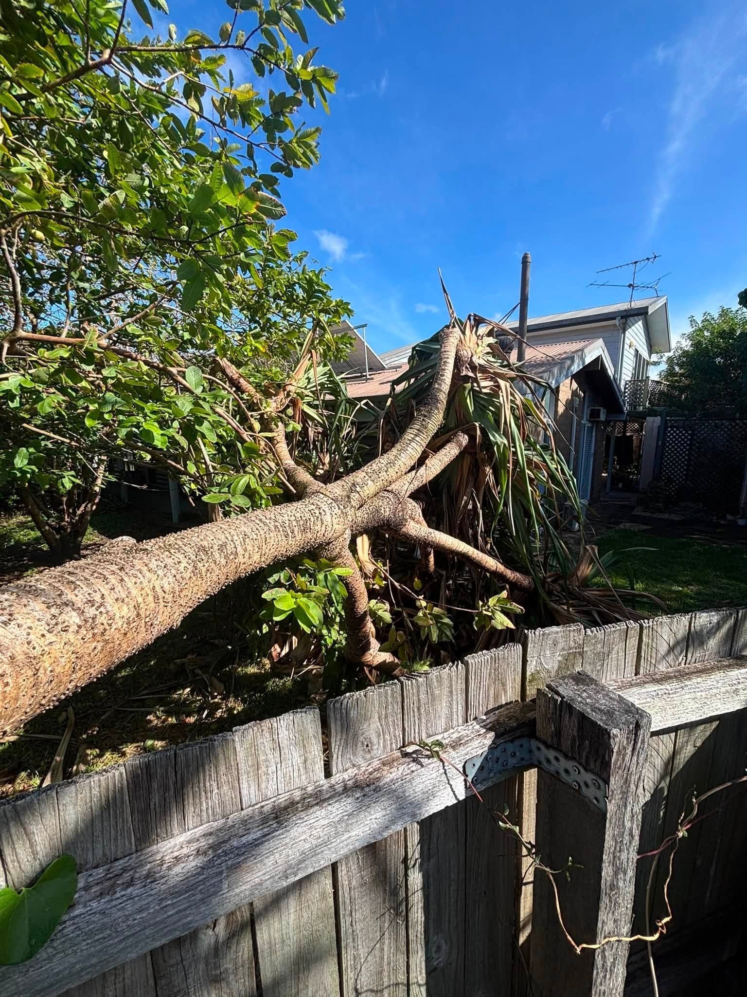 Cutted Tree on the Sunshine Coast