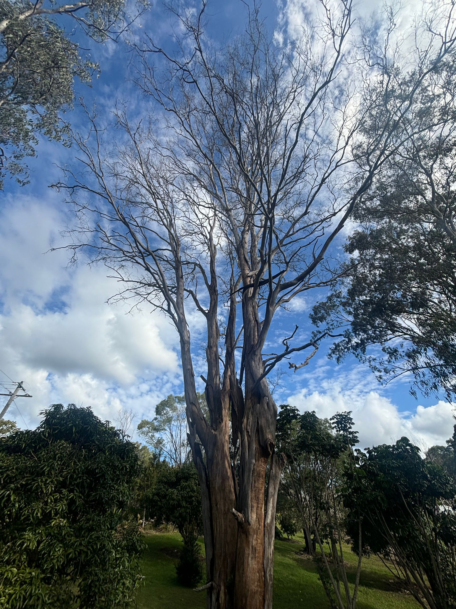 Tall Tree With Bare Branches Against a Cloudy Blue Sky — Summit Tree Services in Yandina, QLD