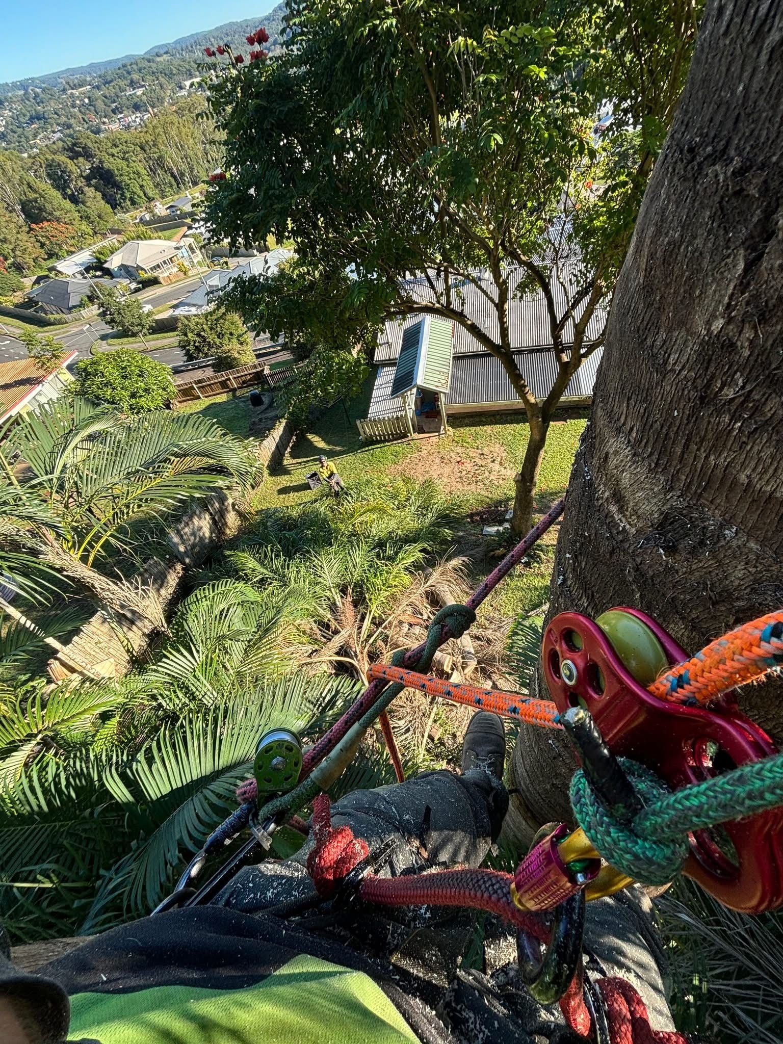A Tree Worker Using Climbing Gear, Up in a Palm Tree, With a Cityscape in Background — Summit Tree Services in Kawana, QLD