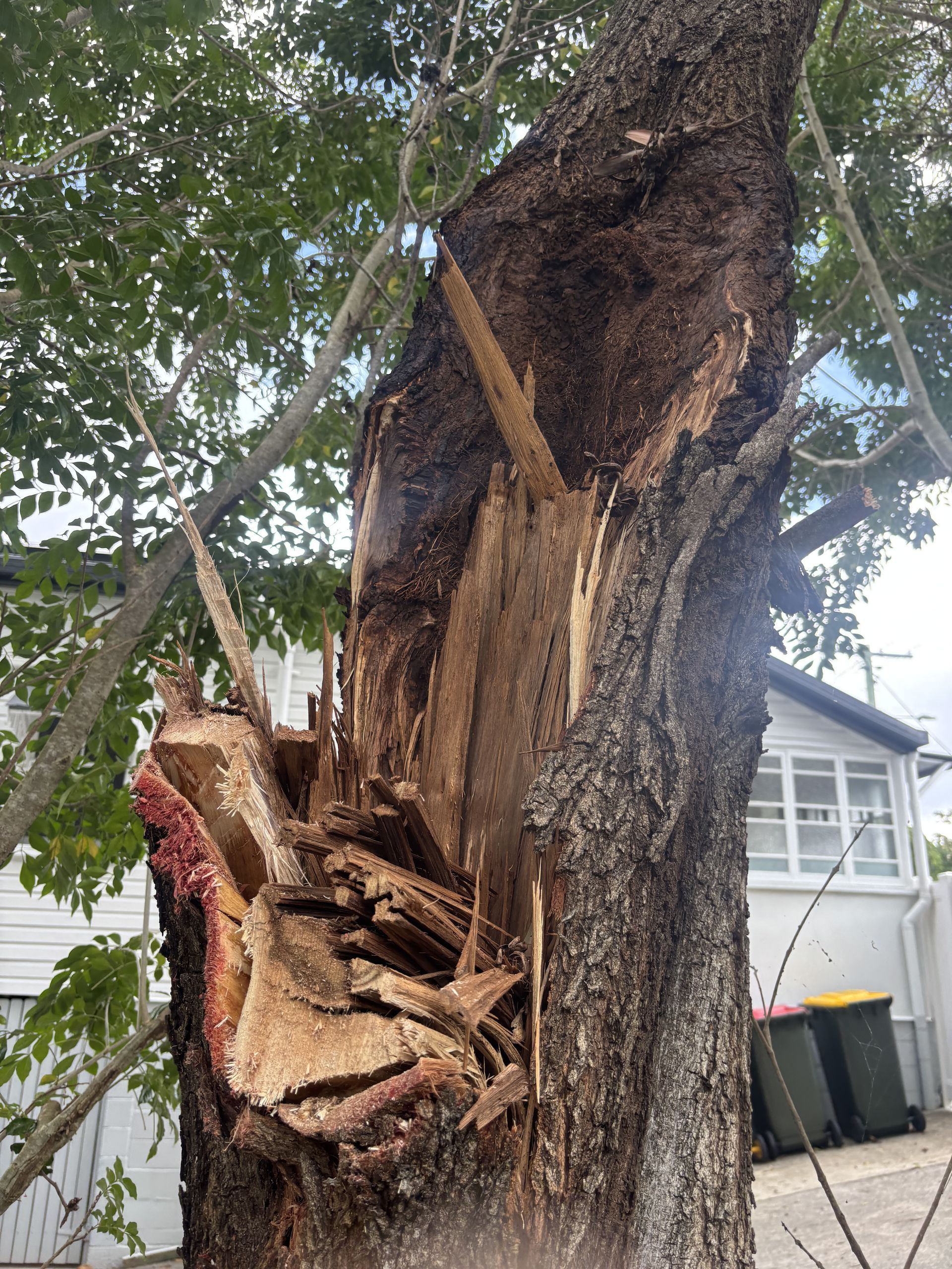 Large Tree Trunk Split Open With Exposed Wood, Possibly From Damage — Summit Tree Services in Glenwood, QLD