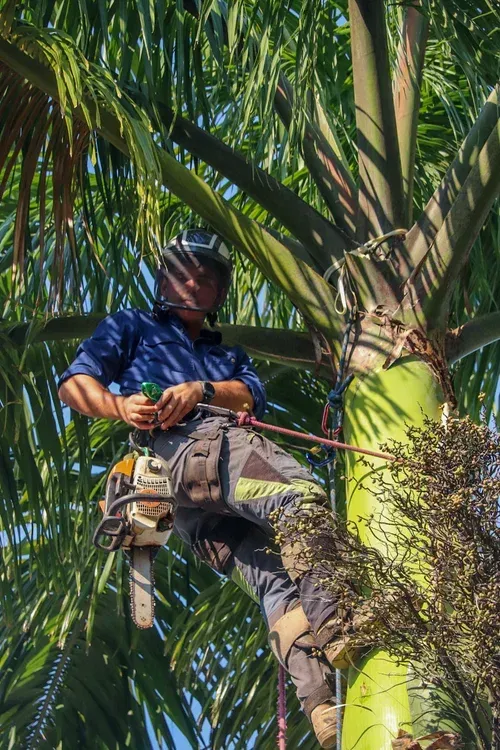 Arborist on a Palm Tree, Using a Chainsaw, He's Wearing a Helmet and Safety Gear — Summit Tree Services in Nambour, QLD