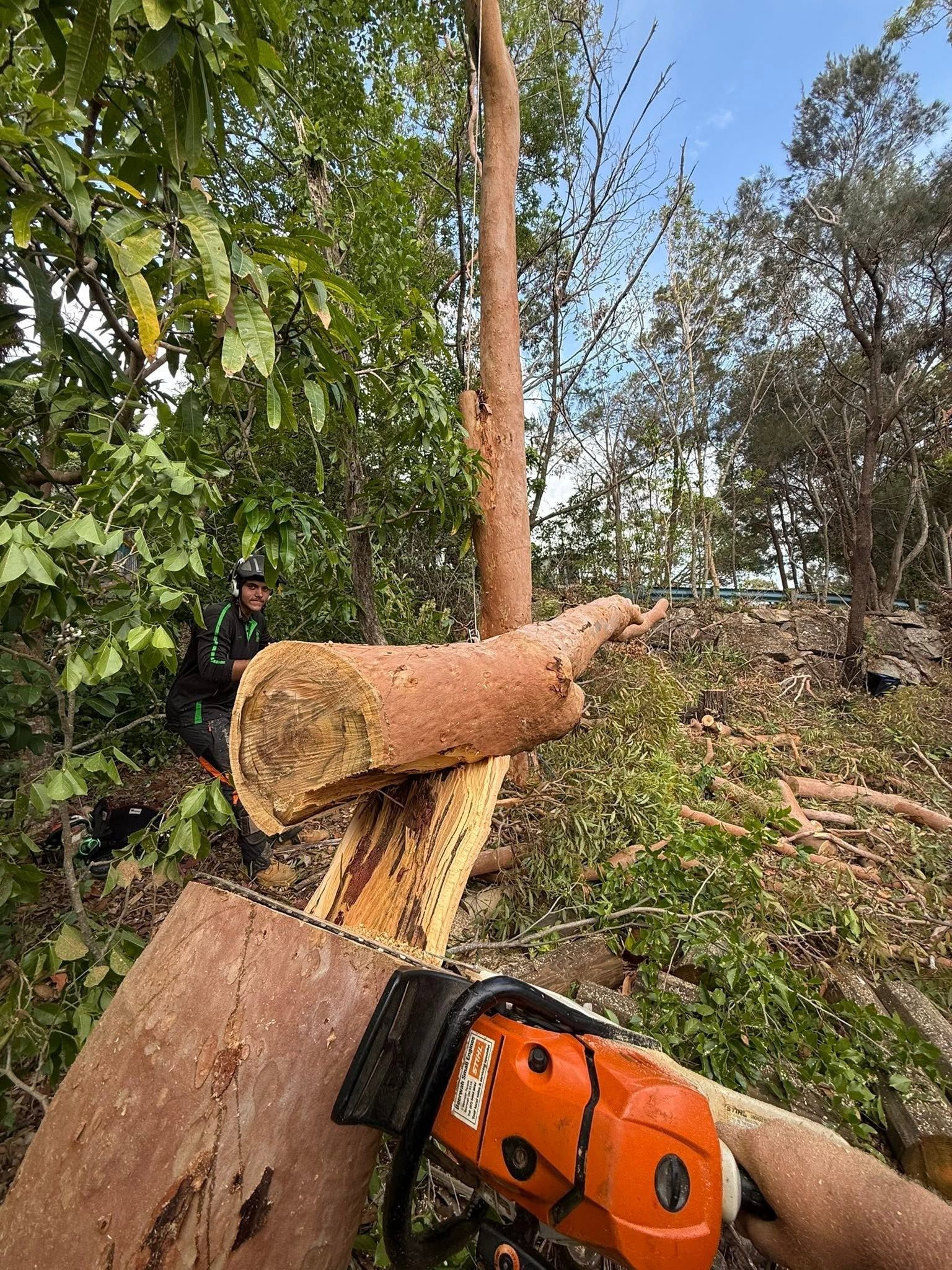 Tree Removal on the Sunshine Coast