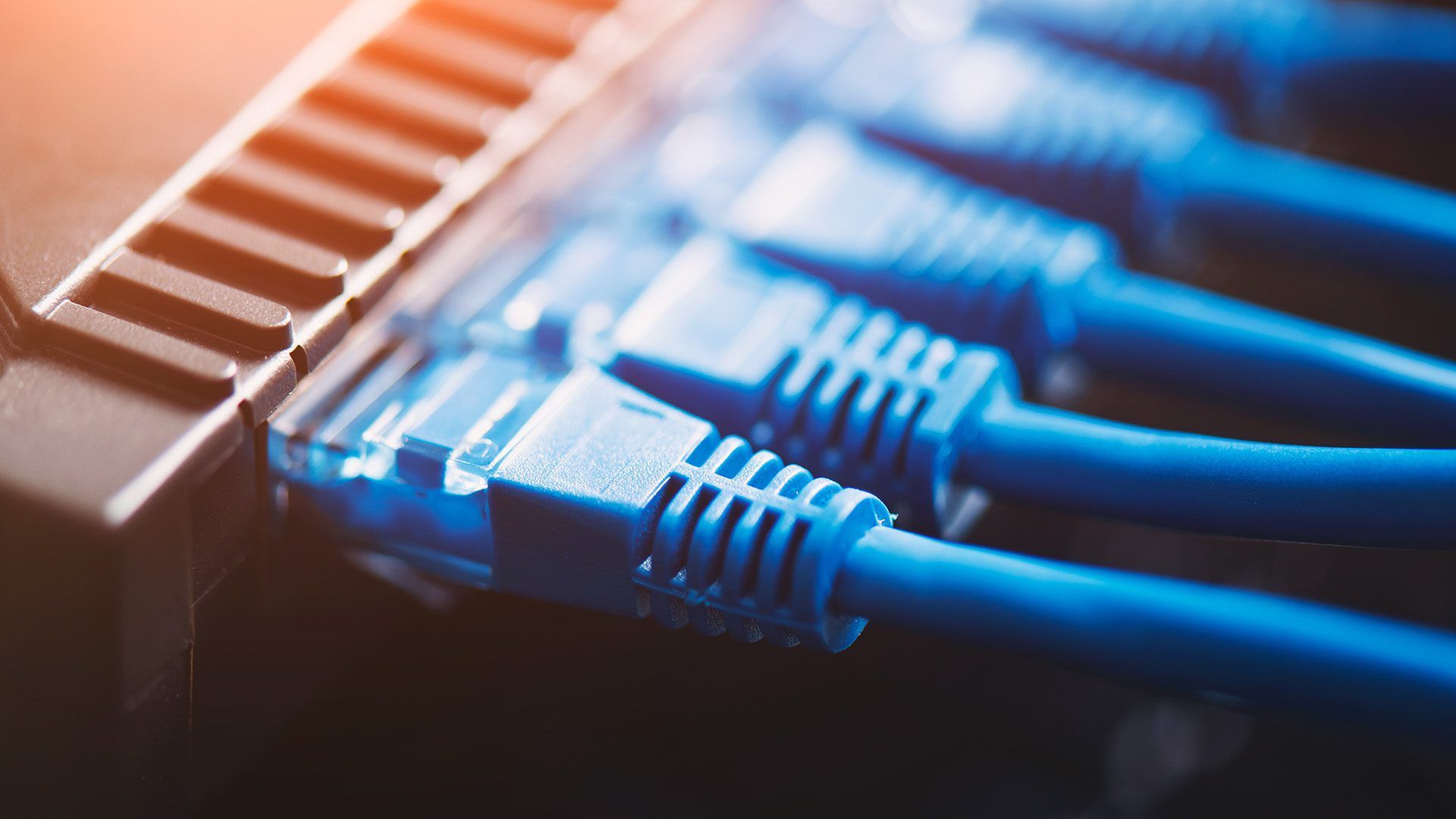 A close up of a bunch of blue ethernet cables connected to a server.
