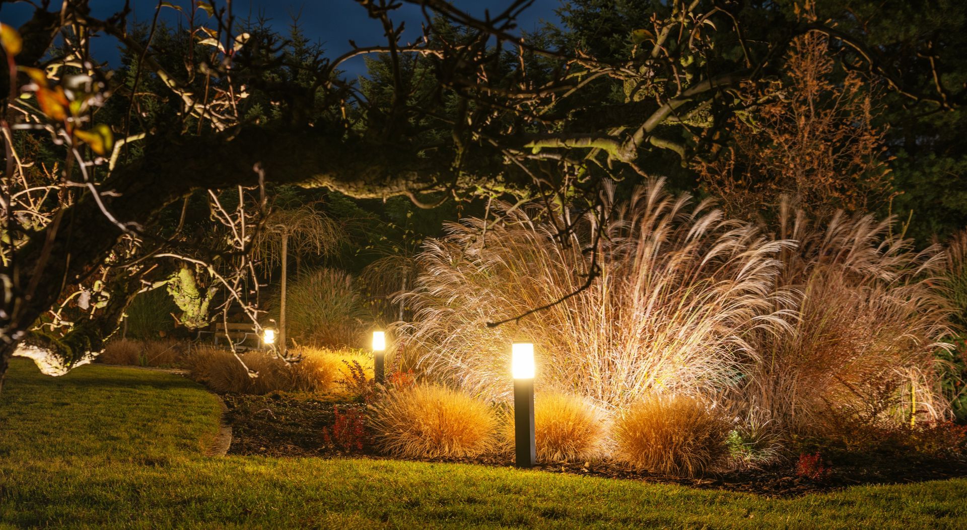 Night garden with illuminated path lights and tall ornamental grasses beside a lawn