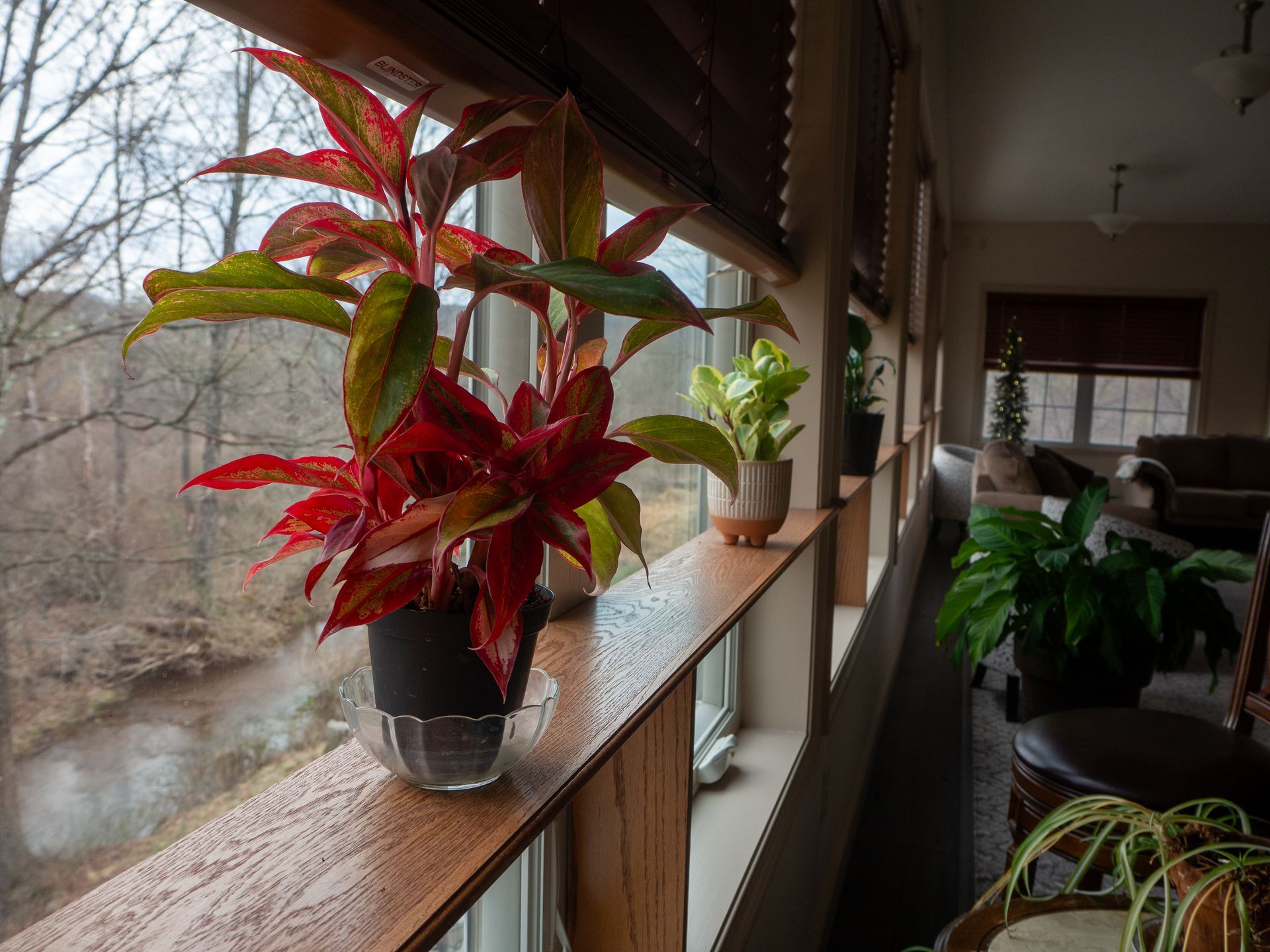 Red and green leafy plants on a window ledge, overlooking a stream on a cloudy day.