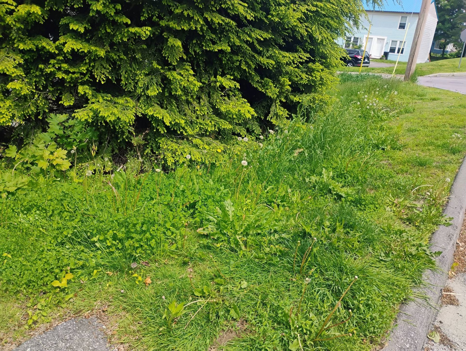 Overgrown green lawn beside a sidewalk and driveway, with a large bush on the left and a house in the background