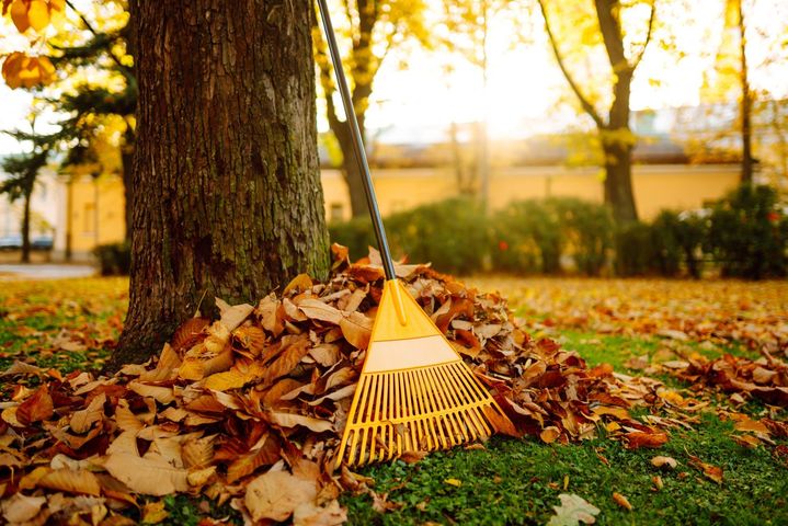 Rake leaning against a tree beside a pile of autumn leaves in a park