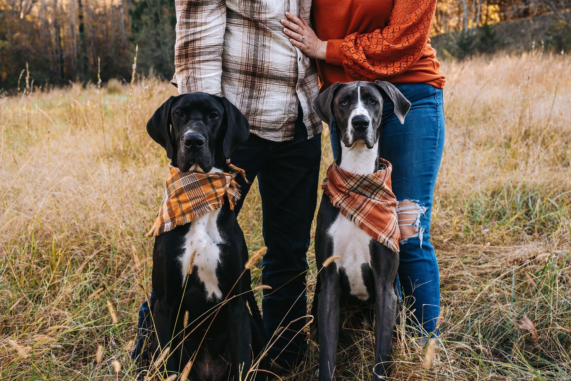 A man and a woman are standing next to two dogs in a field.