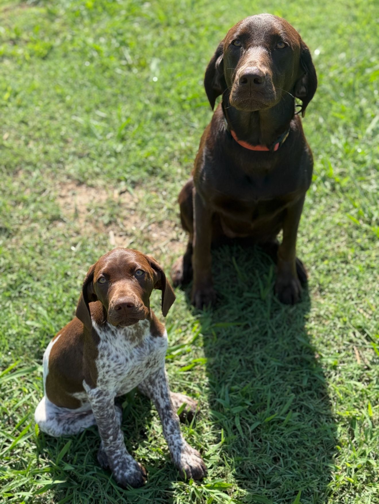 a brown lab sitting in the gracc