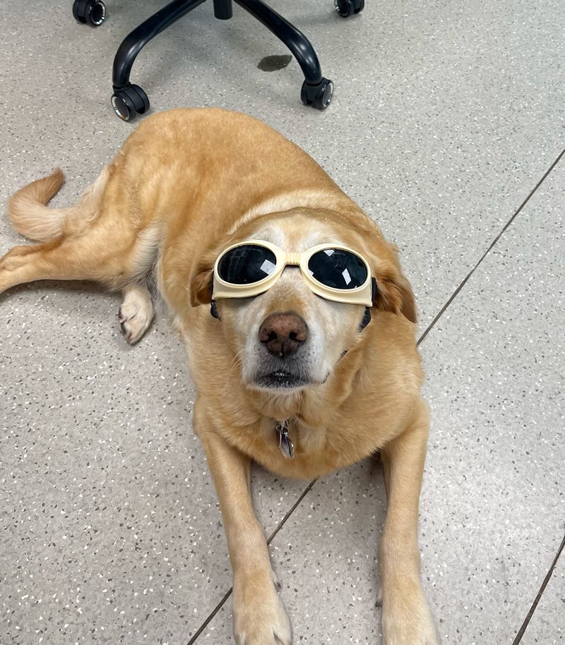 Breeze wearing goggles, is lying on the floor