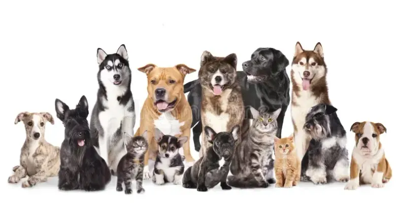 A GROUP OF DOGS AND CATS