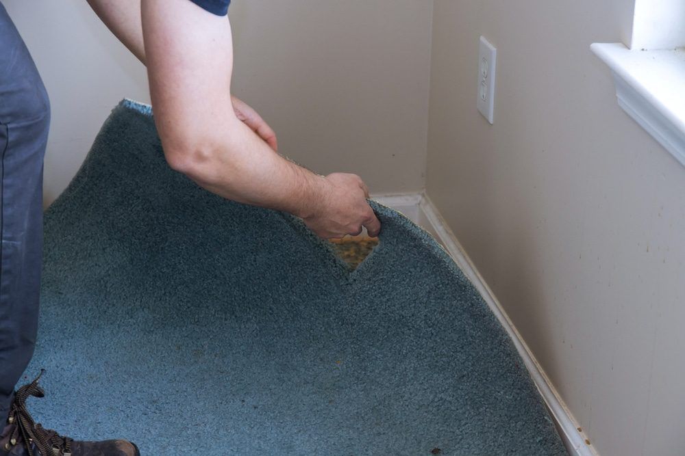 A person peels back a section of blue carpet from a room corner to reveal the subfloor beneath.