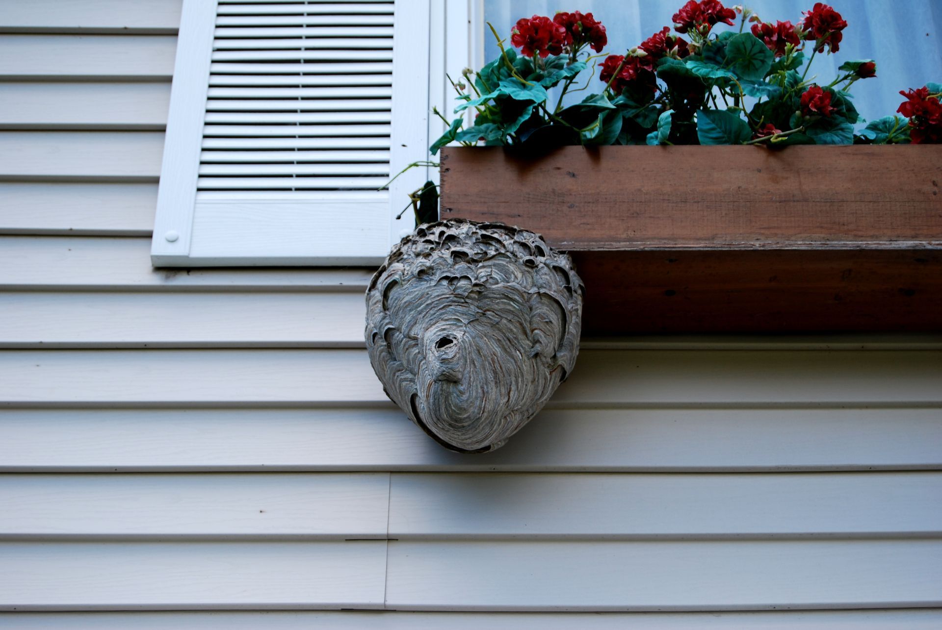 Gray decorative face mask beneath a flower box on a white house wall