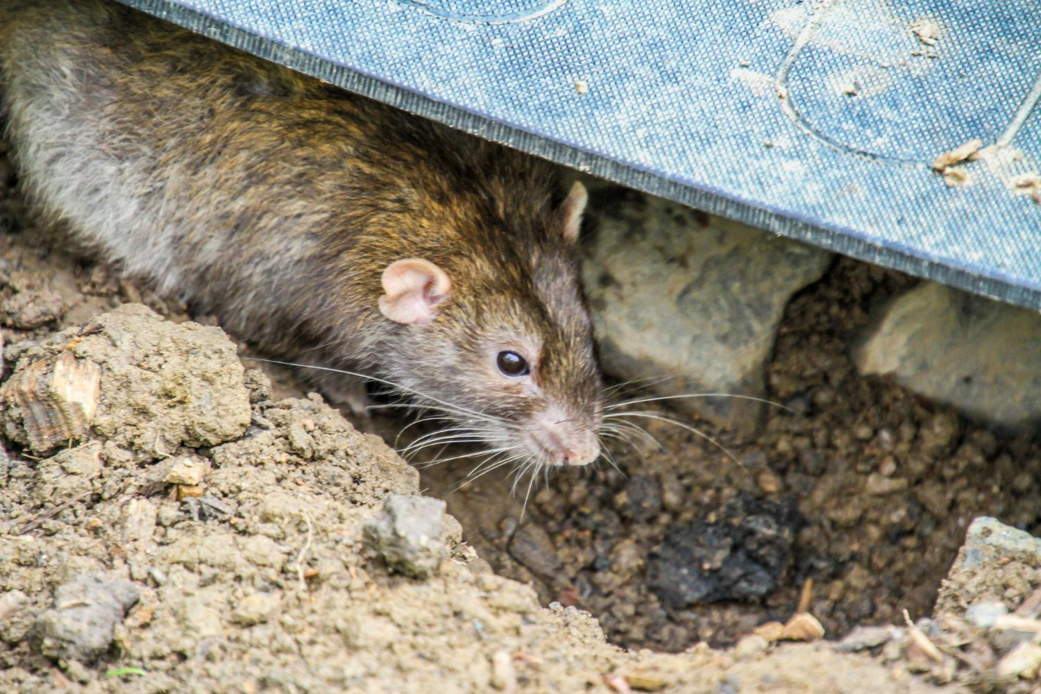 Brown rat peeking from under a wooden board on dirt ground