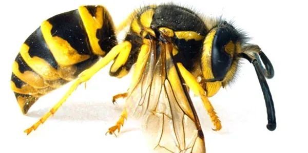 Yellow Jacket