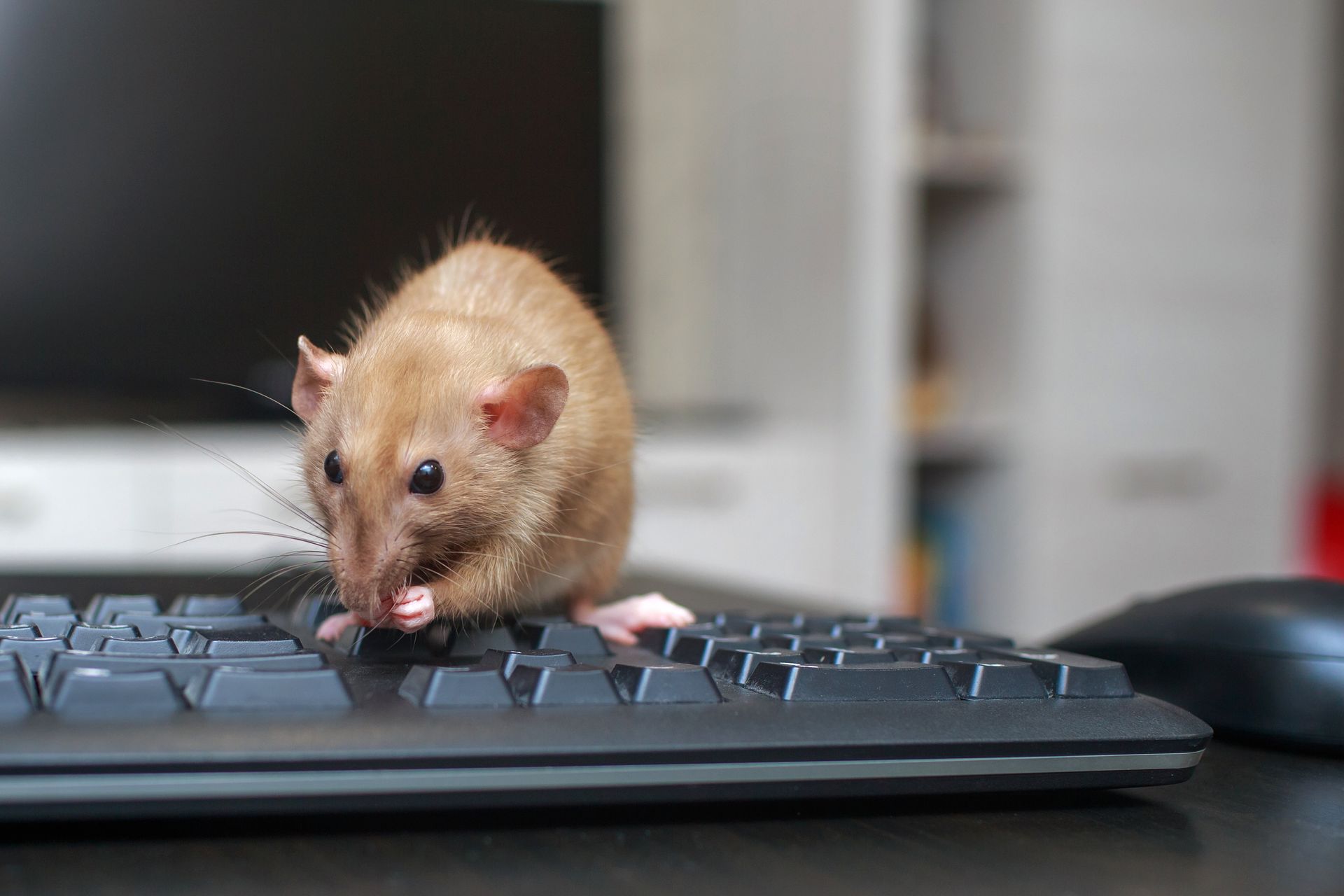 A mouse is sitting on top of a computer keyboard.