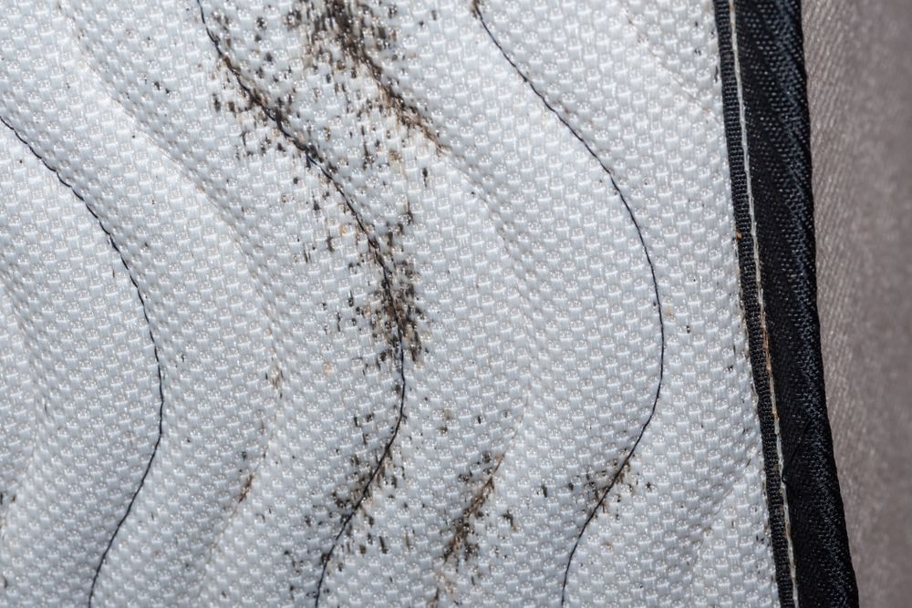 Close-up of a mattress with visible dark stains indicating possible bed bug infestation.