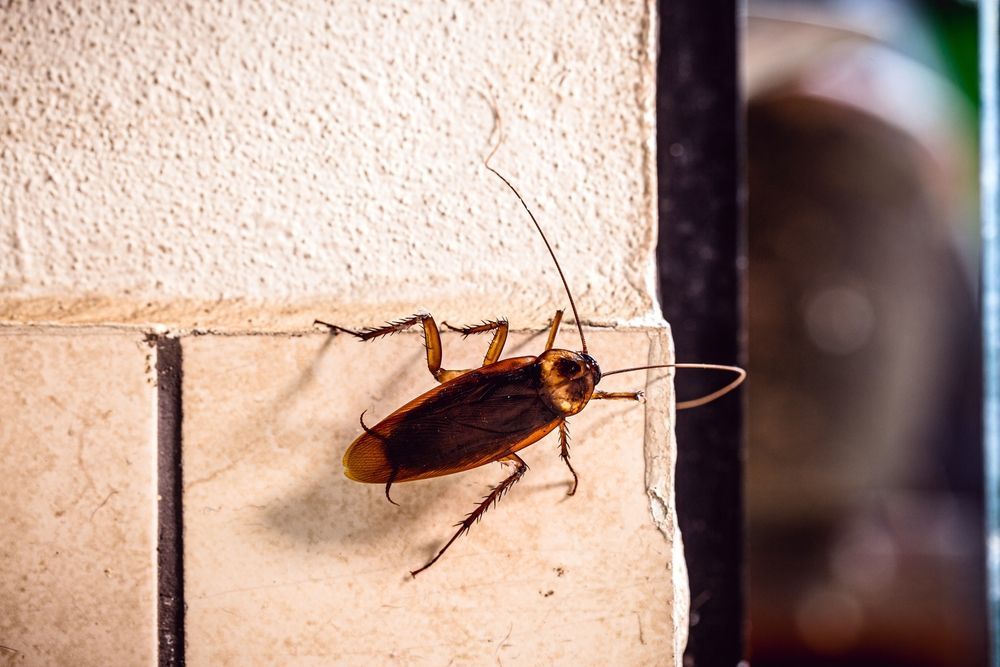 A single cockroach clinging to the corner of a wall and tile in an indoor setting.